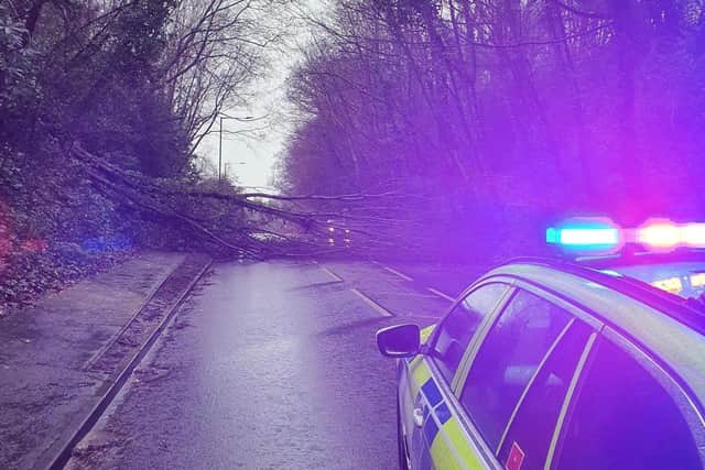 The tree has closed part of the main road this afternoon. Picture: Hastings Police