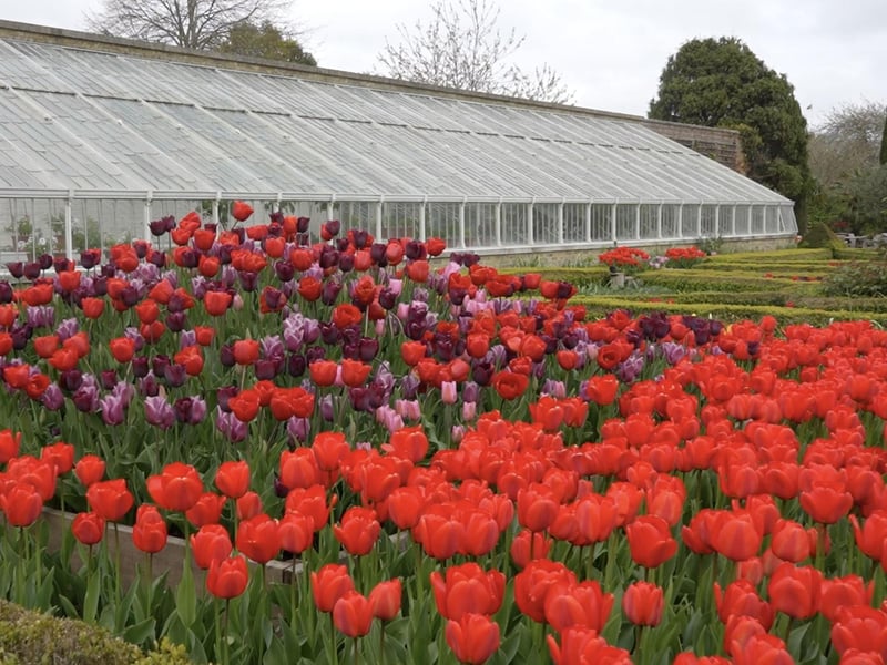 More fantastic photos of the Arundel Castle Tulip Festival