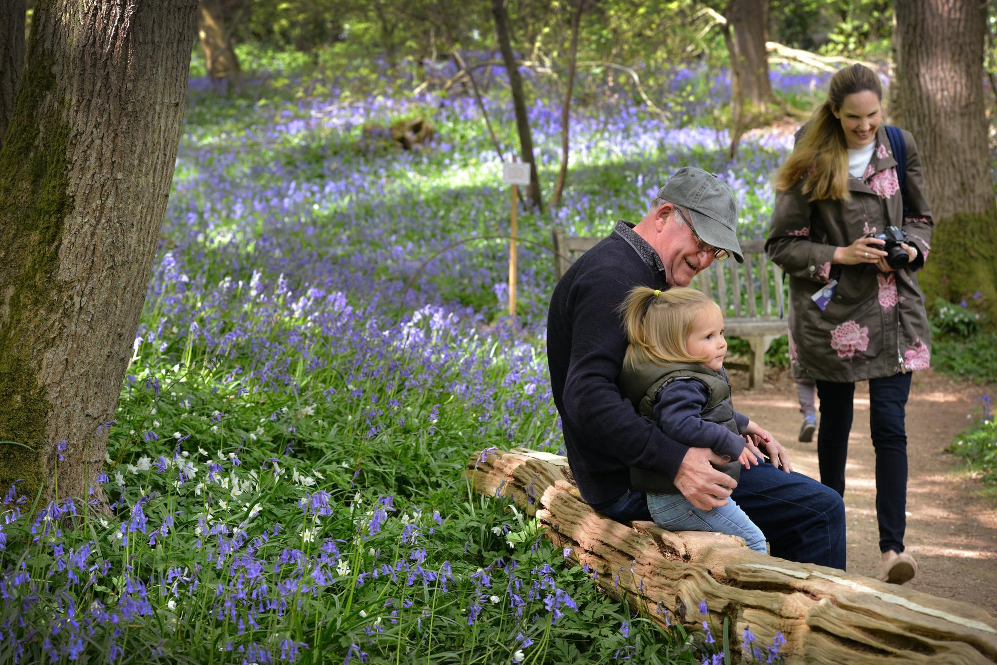 In pictures: The most famous Bluebell walk in Sussex - Vimarsana News