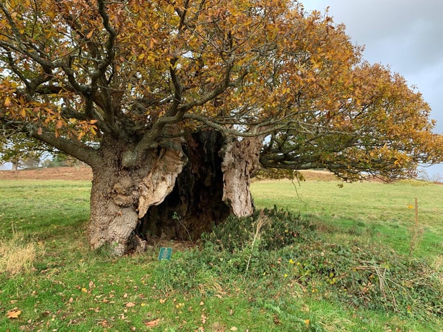 The tree was nominated as one of 70 special Queen’s Green Canopy Ancient Trees as part of the national campaign