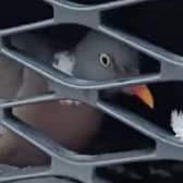 A pigeon has survived the odds after being hit by a car in Hampshire and becoming trapped behind the front grill of the car as well as travelling all the way back to East Sussex. Picture: East Sussex Wildlife Rescue & Ambulance Service