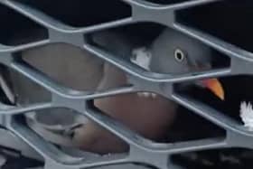 A pigeon has survived the odds after being hit by a car in Hampshire and becoming trapped behind the front grill of the car as well as travelling all the way back to East Sussex. Picture: East Sussex Wildlife Rescue & Ambulance Service