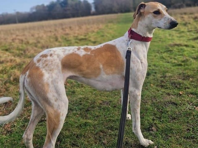 Livvy has been described as an affectionate and friendly dog who is looking for a calm forever home. She would be best suited to being an only dog in her new home, and can not live with any small furry animals. Arundawn said Livvy would love a home in the countryside and getting frequent walks. She has not been tested with children and cannot live with cats.