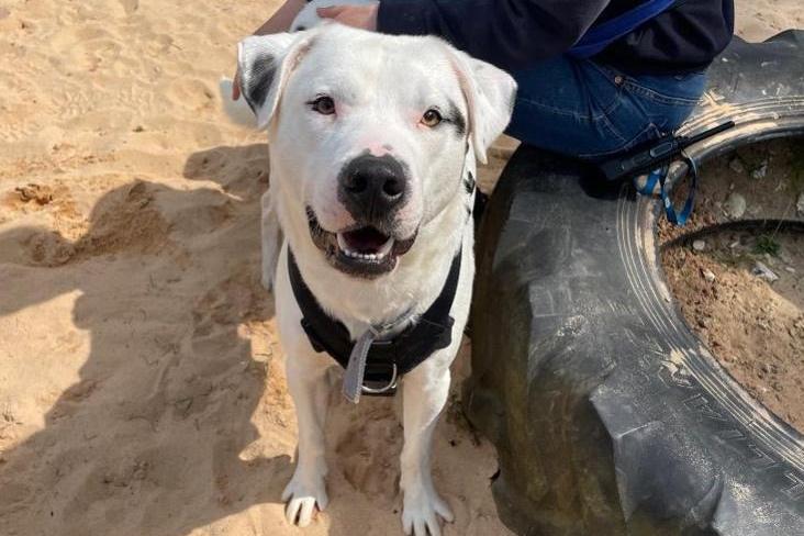 Ernie is a sweet boy who enjoys being around people, having cuddles and exploring. The RSPCA has limited history on the pup but he has shown himself to be an affectionate sociable dog. However, Ernie can find new things and environments quite scary so is looking for patient adopters who can continue his positive reward based training to engage with him, build his confidence and show him that the world's not such a scary place. He is a fun and active young dog who can be quite boisterous and would benefit from training so that he can develop into a well mannered boy. Due to this, Ernie would be best suited to an adult only home with a secure large sized garden. He would also benefit from people who are around most of the time due to him preferring companionship and the time he needs to create a strong bond with his adopters.