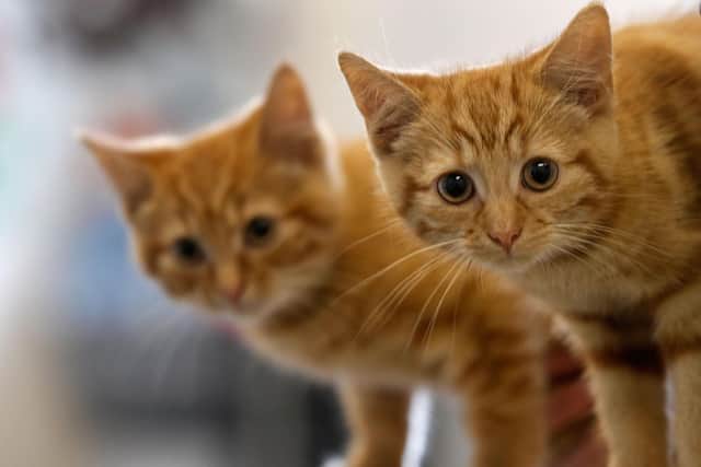Cat owners in Sussex have just nine months to get their pets microchipped – or face breaking the law and receiving a £500 fine. Picture by Christopher Furlong/Getty Images