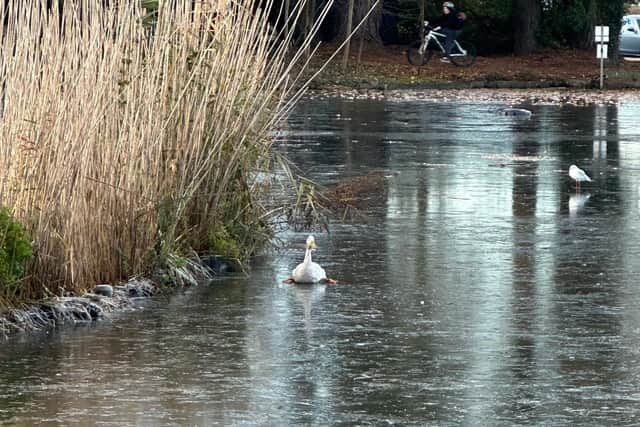 Concerned residents raised the alarm when a duck appeared stuck in the ice at Storrington pond during last week's big freeze. Photo: Ken Valentine