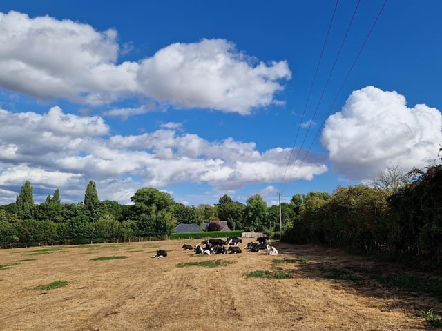 Take care in the cow field, where the trail crosses along the top