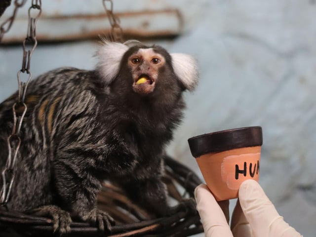 Marmoset enjoying his treat