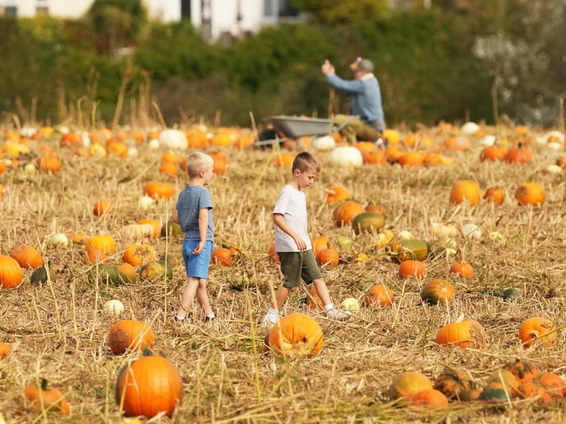 Based at Lychpole Farm just off the A27, family-run picking patch Sompting Pumpkins is open for business again this year. Picture: Eddie Mitchell