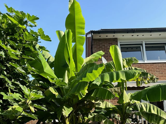 The banana tree in Barry Trevena's garden