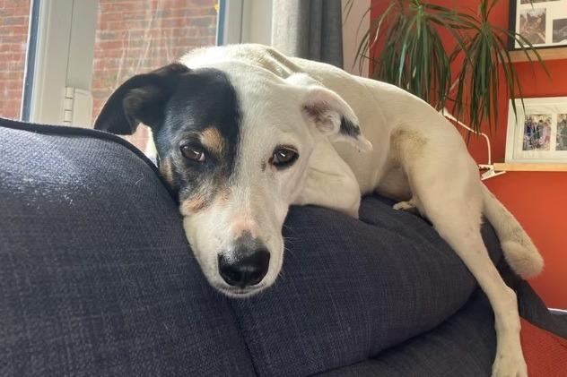Mia is a lovely girl who sadly has not had a good life, according to the charity. However, she has settled beautifully in foster. She is 'great' with children and other dogs, and would be happiest with a canine friend in her new home.​ Arundawn said she is the most lovely companion and is loving and affectionate too.