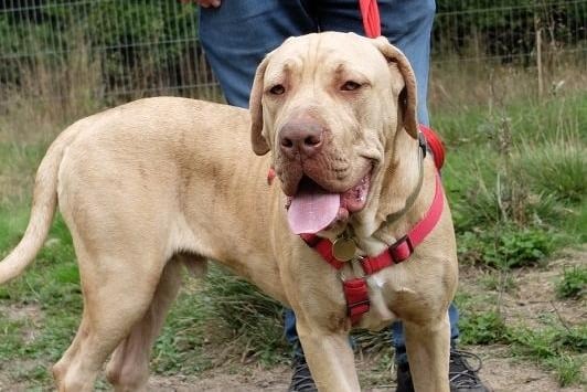 Breeze is a very friendly young Cane Corso who lost his home as a result of a house fire.  He can be strong on walks, but he’s young and inexperienced and has a very loving nature.