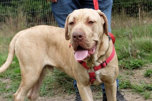 Breeze is a very friendly young Cane Corso who lost his home as a result of a house fire. He can be strong on walks, but he’s young and inexperienced and has a very loving nature.
