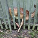 The deer was trapped behind a metal fence.