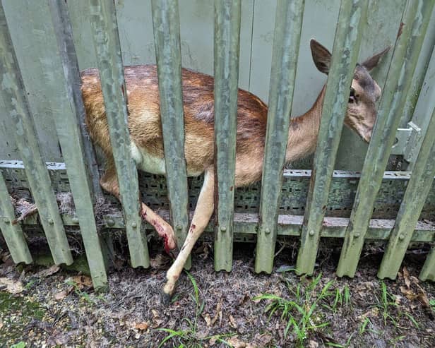 The deer was trapped behind a metal fence.