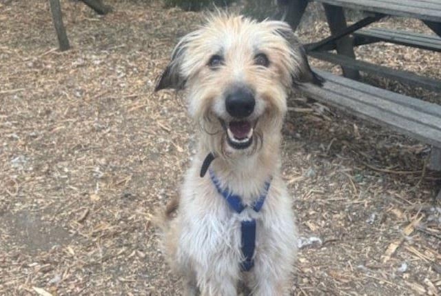 Described as 'one of the smiliest dogs, Arthur is a sweet and friendly boy. He is calm and easy to walk, although he gets a litttle bouncy when meeting other dogs. One of Rescue Remedies' voluntary walkers said: "He's such a character, and with that smiley face and those long legs, he's pretty hard not to love."