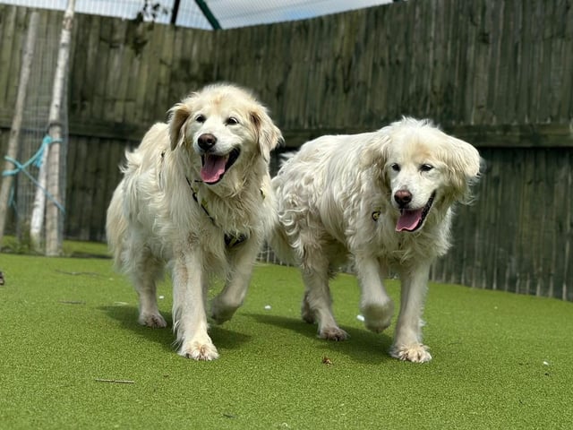 Goldie and Storm