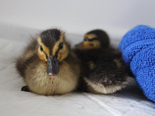 Ducklings at Brent Lodge