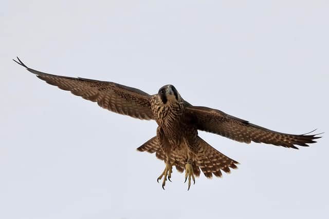Juvenile female peregrine (AK) in flight