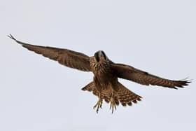 Juvenile female peregrine (AK) in flight