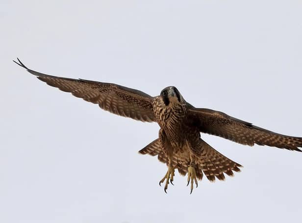 Juvenile female peregrine (AK) in flight
