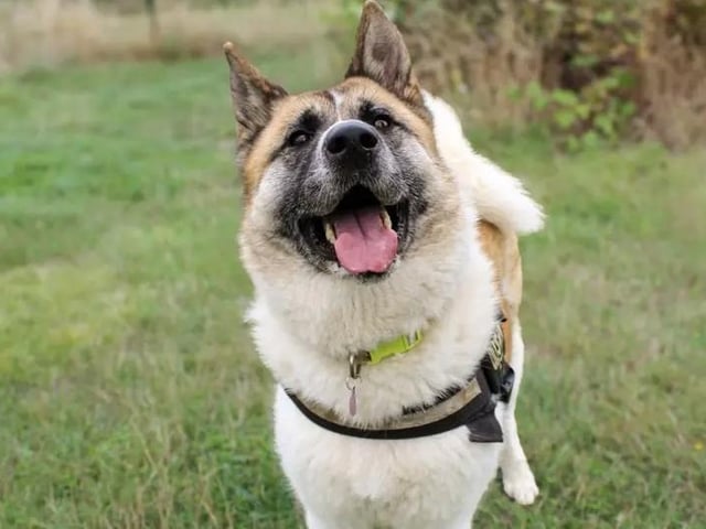 Dogs Trust said Mia would bring a fun and playful presence to the home. She’d be the perfect companion for an active family who enjoy getting out and about and taking her on adventures. Mia loves a fuss, especially behind her ears, and adores playing with tug toys and squeaky toys. She also loves meeting new people and getting all the attention she can. Her new family can expect plenty of fun, affection and a very happy girl by their side. Mia will need to be the only pet in the home, although she could enjoy walks with well-suited canine friends.