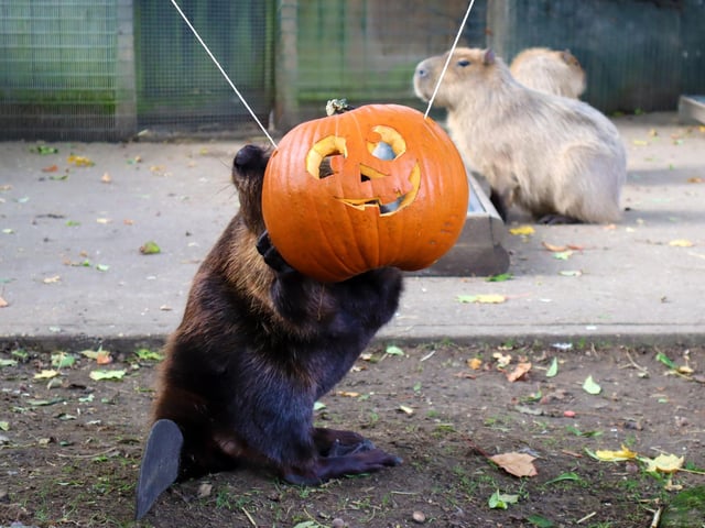 Drusillas Park's ‘pumpkin head photoshoot challenge’