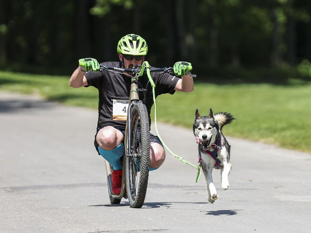 Sporty dogs and their owners took part in CaniCross activities. Photo: Kieran Cleeves, PA