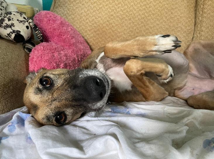 Ivy is a four-year-old female Saluki crossbreed at Brighton Animal Centre in Braypool Lane.