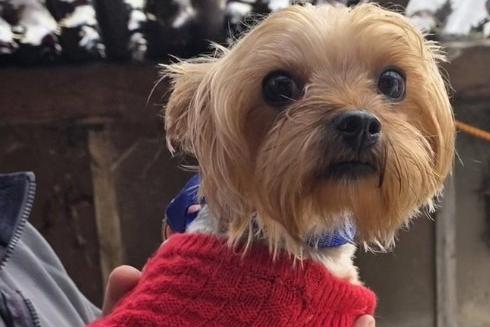 Daisy is an active and lovely little dog, according to Arundawn. She is looking for an active home as she loves long walks. Daisy would be happy living with or without another dog. Arundawn said she 'will make the most amazing dog in the right home'. She has a lovely nature but is not child or cat tested.