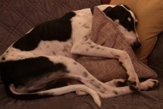 Jack is a young and energetic lurcher who is looking for an active home and ideally a playful canine companion. He cannot live with cats or children under 12 years old.