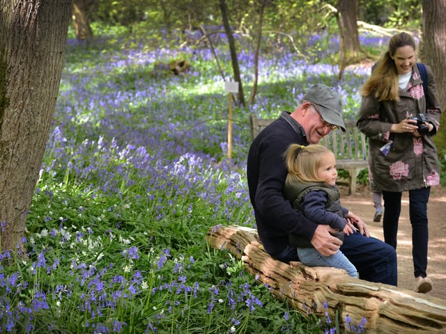 Arlington Bluebell Walk 2022 at Bates Green Farm, Tye Hill Road.