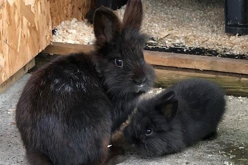 This mother (seven months old) and daughter (three months old) duo are looking for their forever home to jump around in to their heart's content! These fluff balls are an inquisitive pair who are very used to being handled and will readily eat from your hands. They do have lots of energy and will benefit from lots of enrichment and toys to keep them entertained. They would be suitable to live in a family with children.