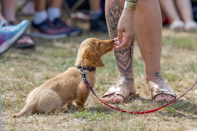 Twelve-week-old puppy Kiki gets a treat from her mum during her first visit to the outside world