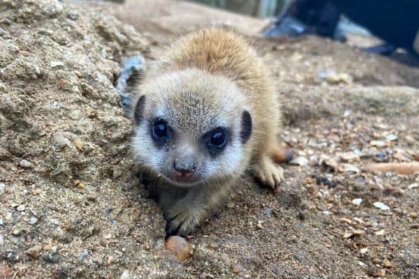 Baby meerkat, Picture from Drusillas Park