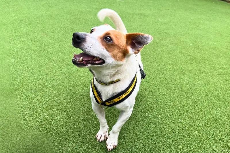 Otto is a very sweet boy with a huge personality and an even bigger heart! Once Otto knows you, you'll have a loyal little shadow who is always happy to see his favourite people. He likes a fuss on his own terms and enjoys gentle strokes around his chest and neck. He is a very bright boy and wonderfully food motivated, making him a joy to train., according to Dogs Trust. Although Otto finds seeing other dogs overwhelming, he's already learnt some brilliant training skills to help him cope and adopters will continue to receive support after adoption. Behind those big feelings is an incredibly lovely, funny and characterful ball of energy who greets everyone with enthusiasm.