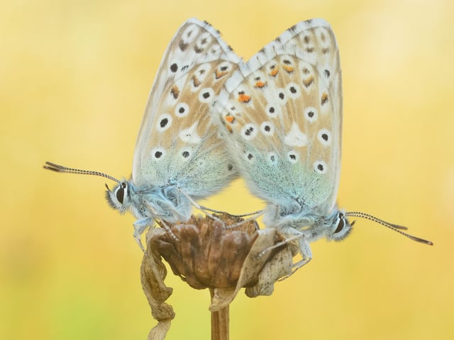 Buddy Blues - Chalkhill blue butterflies at St Catherine's Hill near Winchester by Mike Blacknell