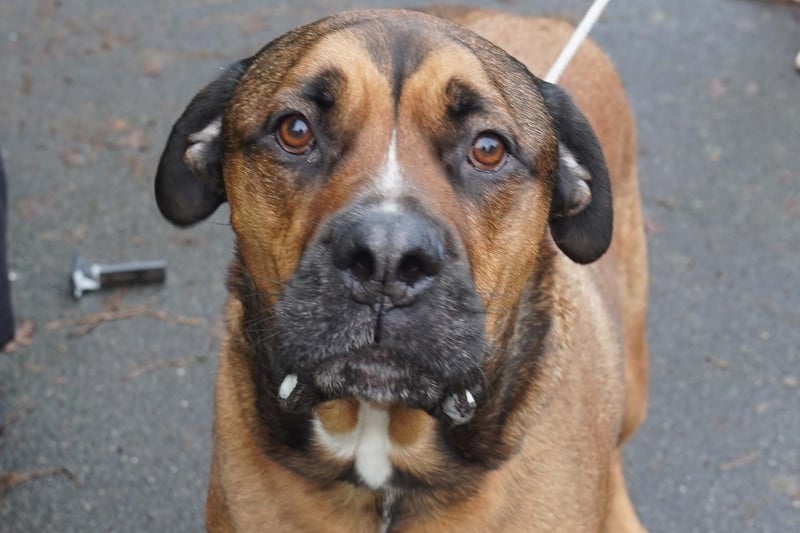 Dogs rescued from house fire in West Sussex