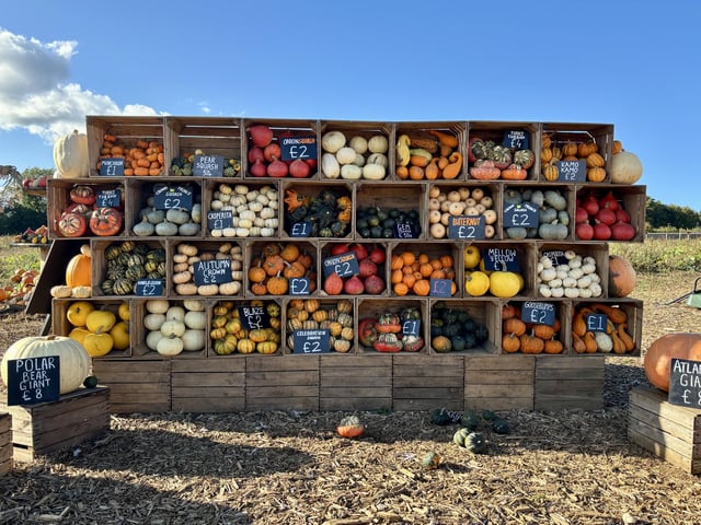 A popular pumpkin patch in Rogate has returned, with visitors invited to pick pumpkins and explore a range of autumn-themed activities.