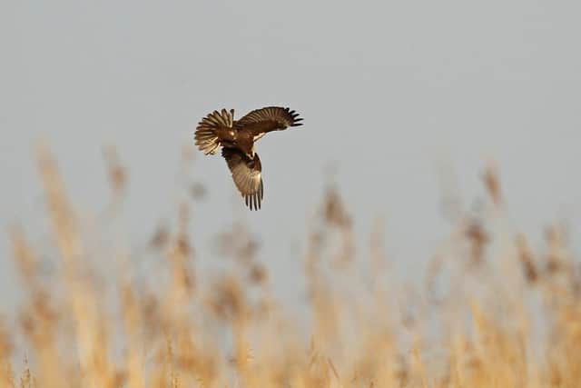 A marsh harrier about to land in the Reedbed at Arundel Wetland Centre.