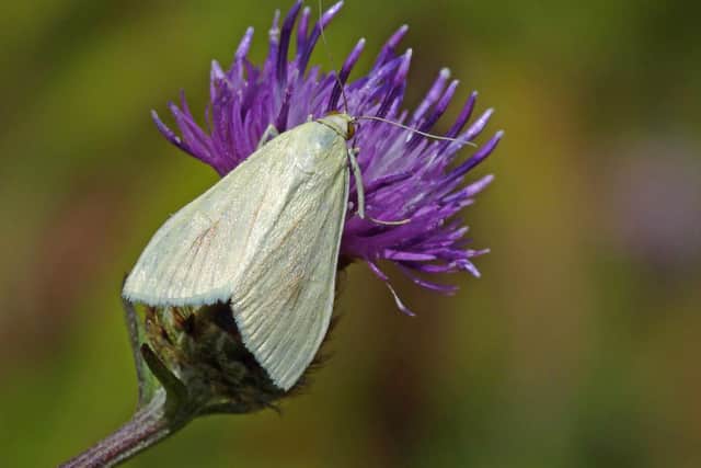 Sulphur Pearl moth. Photo: Neil Hulme / the Press Association
