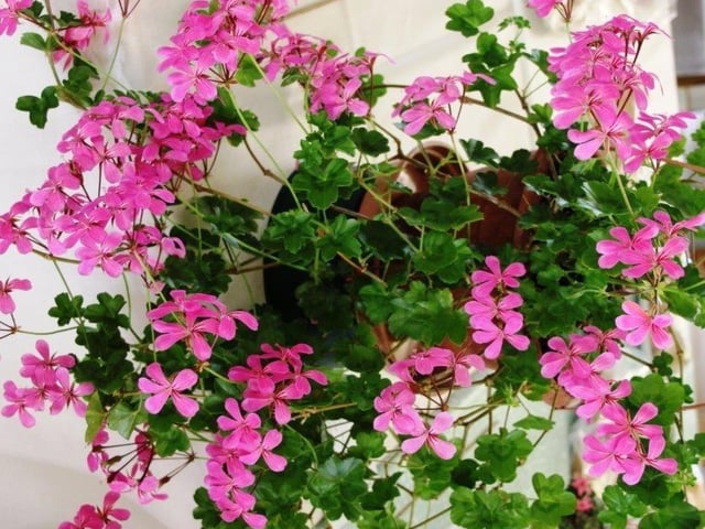 The best geranium, an ivyleaf grown by John Smith