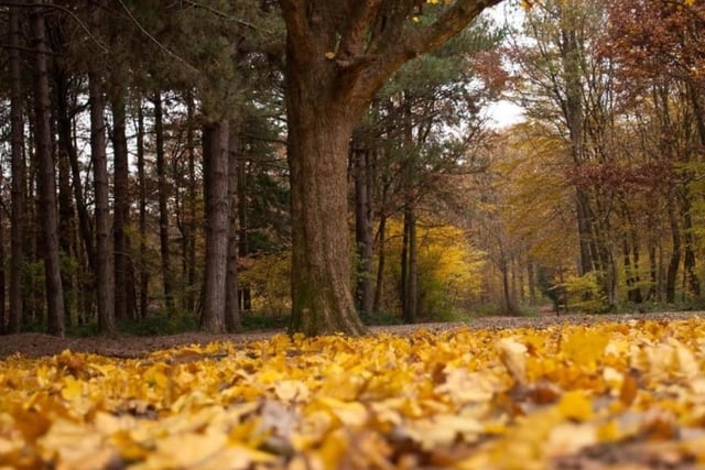 Explore the changing season and enjoy the autumn colours. Take a picnic and splash in some puddles. Abbot's Wood, Friston Forest or Hampden Park are all good choices locally. Picture by Steve Muddell