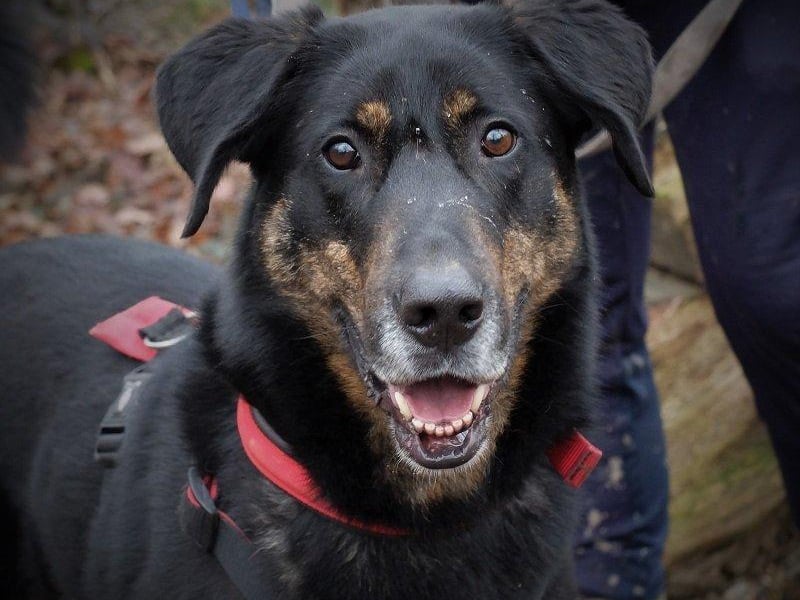 Maxy was rescued from Romania. He is big but has a calm and gentle nature. The rescue said Maxy is lovely to walk and very popular with the organisation's walkers. He gets on well with other dogs too.