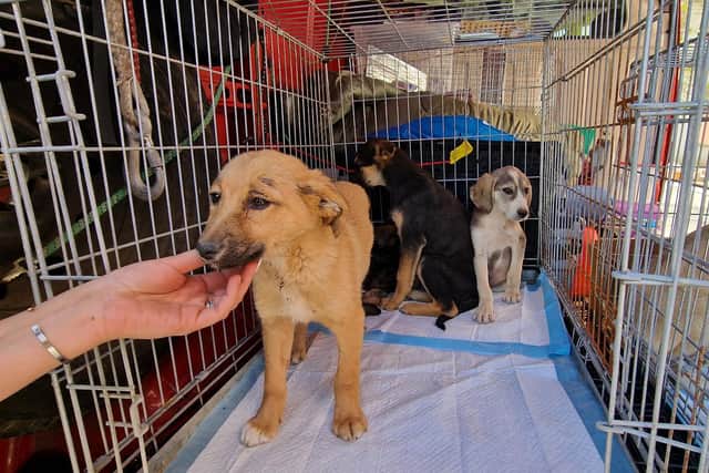 The newly-established rescue organisation has saved more than 300 dogs in Ukraine.
