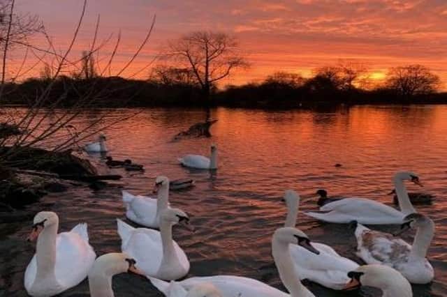 Sunrise over the lakes in Horley as the swans awoke from their slumber