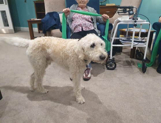 Norman the labradoodle taking the lead with residents at Hazel Lodge Care Home in Battle