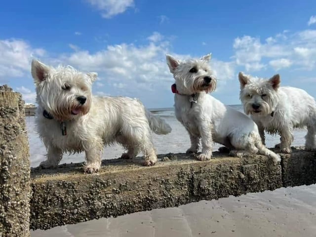 The third Littlehampton Westie Walk took place on Saturday, April 15, 2023, and the town welcomed 50 Westies to a beach walk at low tide - a huge success!