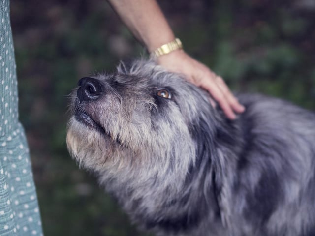 When we relax and simply help our dogs to make better choices, they will fit in with ease. Dogs can pick up on when we feel anxious or tense and tend to mirror these emotions. Embrace your dog for who they are, their personality and character will shine through. Guide them, but don’t force them, to fit into our sometimes-confusing world. Boundaries, personal space, and safety are paramount and always work both ways. Treat them with trust, love and respect and they will treat you the same way.