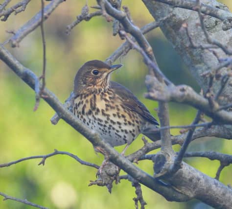 Song Thrush, Photograph by Bob